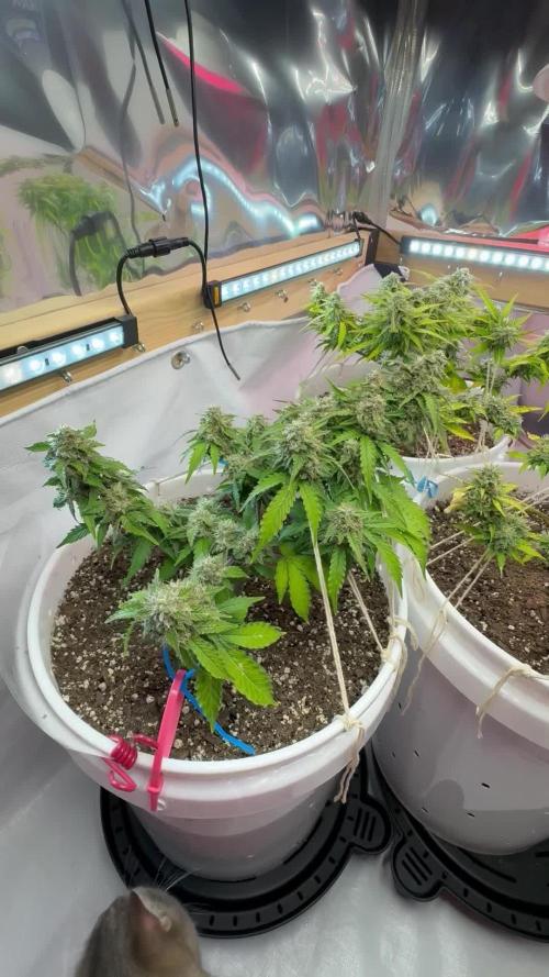 Bruce Banner Auto - Grow #3