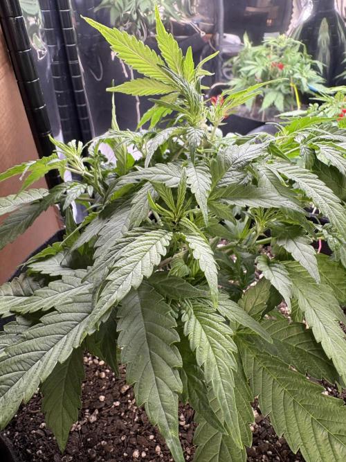 Godzilla Cookies Auto. Week 8