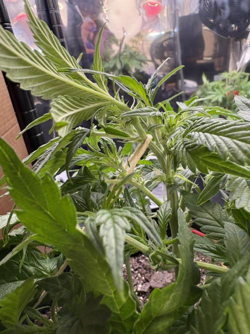 Godzilla Cookies Auto. Week 8