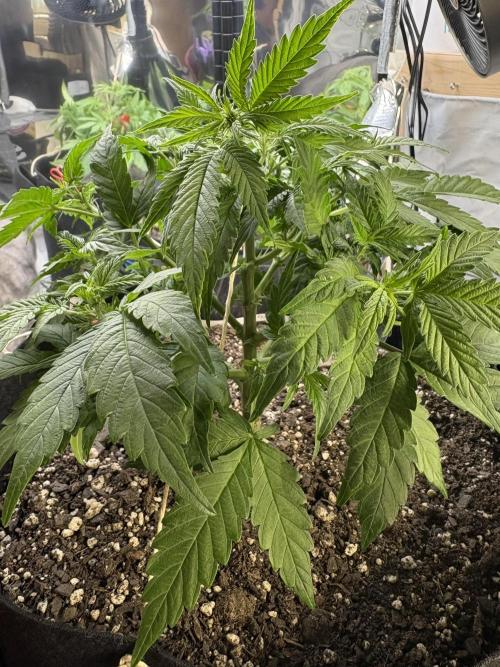 Godzilla Cookies Auto. Week 8