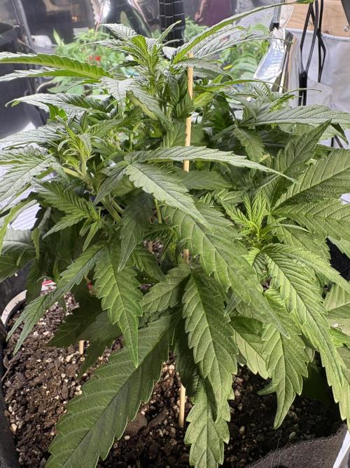 Godzilla Cookies Auto. Week 8