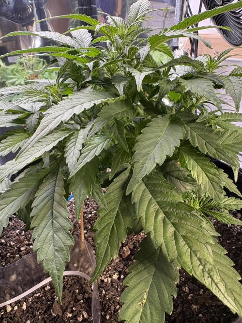 Godzilla Cookies Auto. Week 8