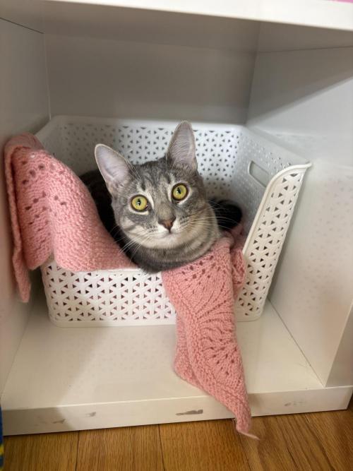 Godzilla Cookies Auto. Week 8