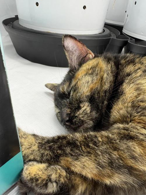 Godzilla Cookies Auto. Week 8