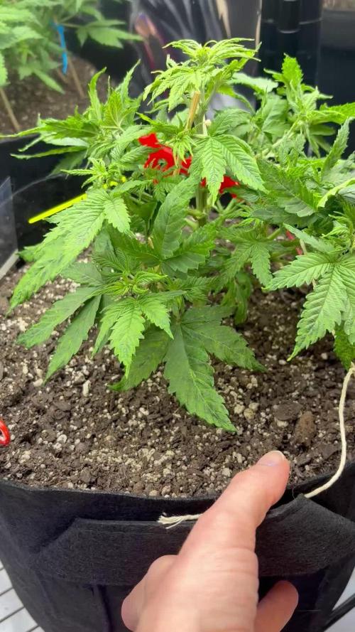 Godzilla Cookies Auto