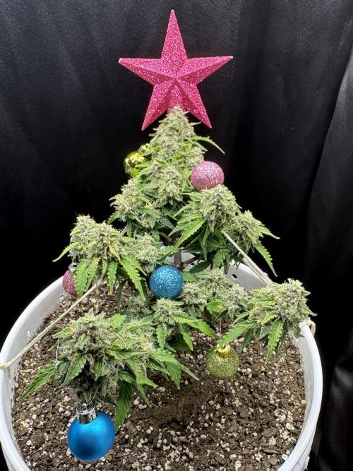 Bruce Banner Auto - Grow #3. Week 10