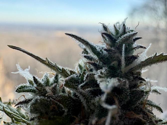 Bruce Banner Auto - Grow #3. Week 10