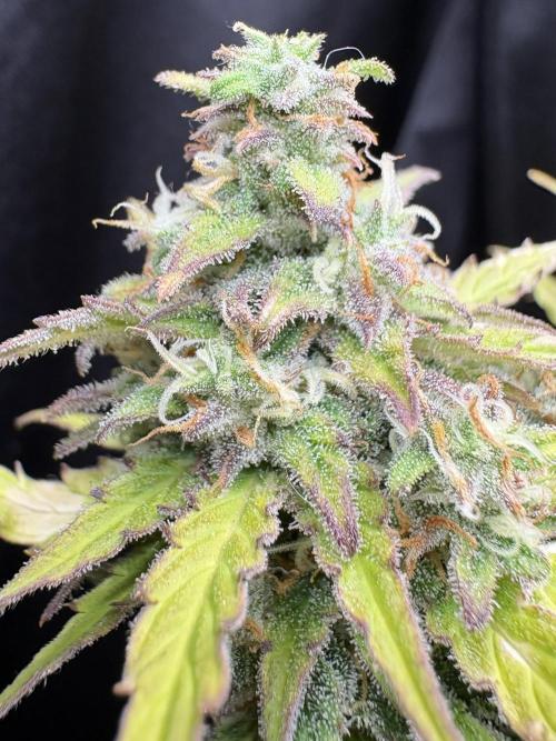 Bruce Banner Auto - Grow #3. Week 11