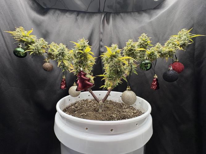 Bruce Banner Auto - Grow #3. Week 11