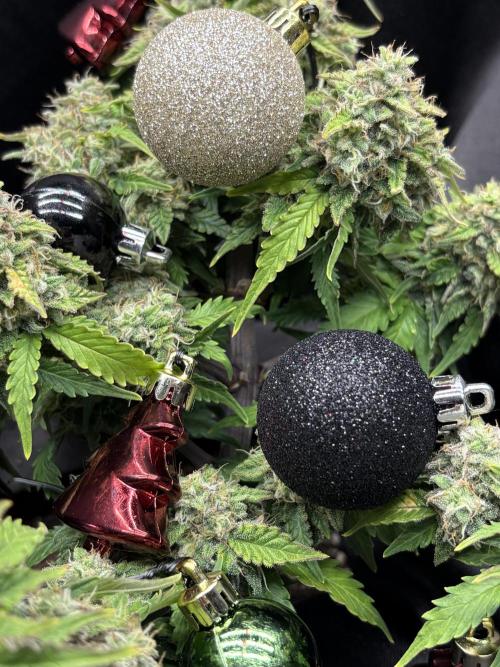 Bruce Banner Auto - Grow #3. Week 11