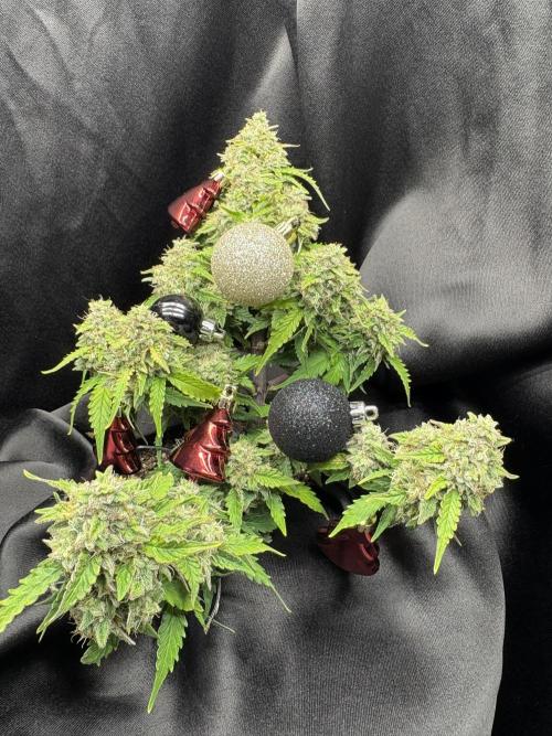 Bruce Banner Auto - Grow #3. Week 11