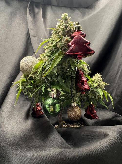 Bruce Banner Auto - Grow #3. Week 11