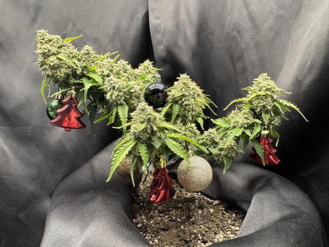 Bruce Banner Auto - Grow #3. Week 11