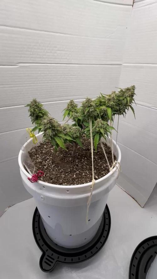 Bruce Banner Auto - Grow #3