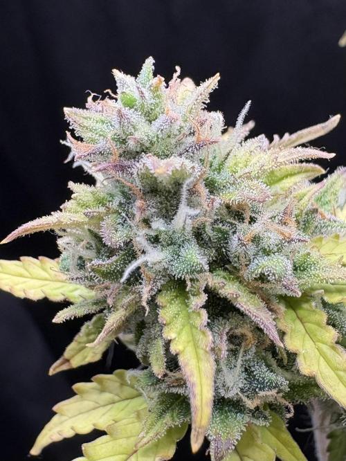 Bruce Banner Auto - Grow #3. Week 11