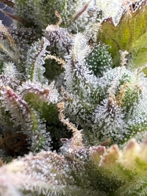 Bruce Banner Auto - Grow #3. Week 11