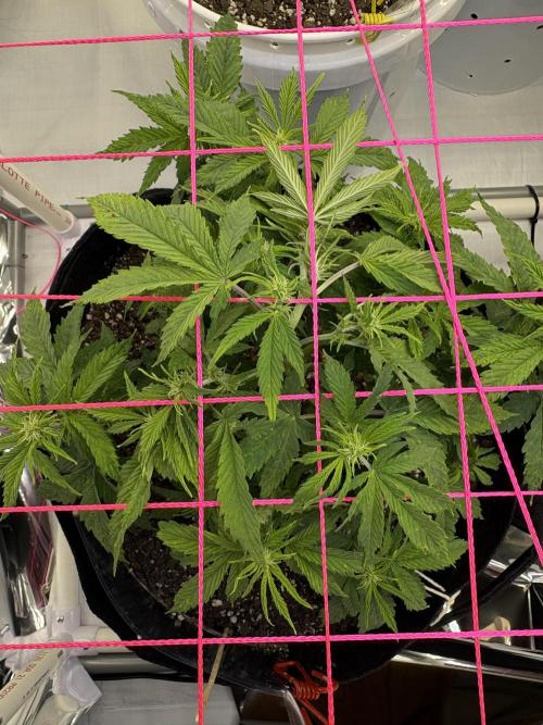 Godzilla Cookies Auto. Week 9