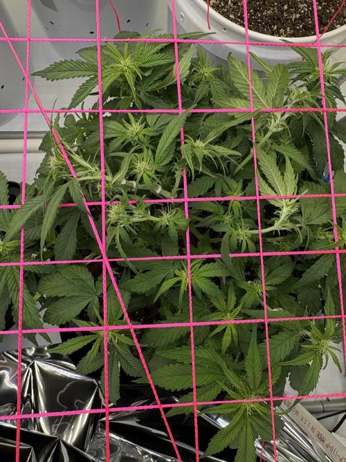 Godzilla Cookies Auto. Week 9