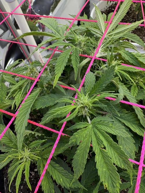 Godzilla Cookies Auto. Week 9