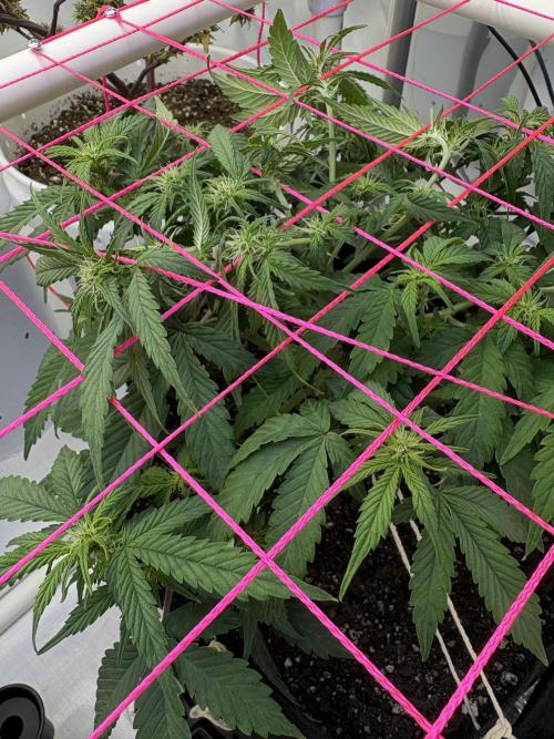 Godzilla Cookies Auto. Week 9