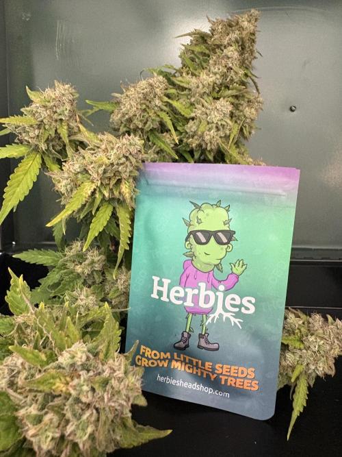 Bruce Banner Auto - Grow #3. Week 12