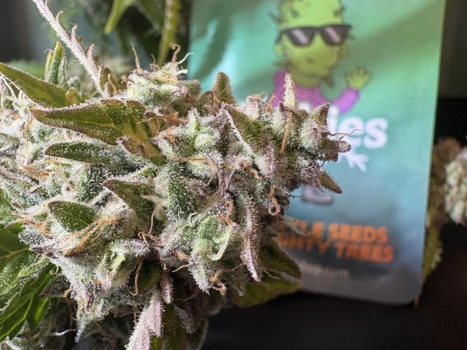 Bruce Banner Auto - Grow #3. Week 12