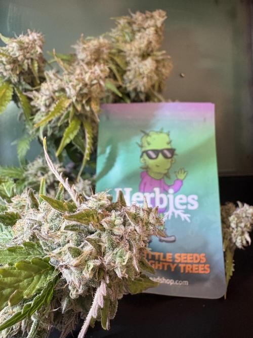 Bruce Banner Auto - Grow #3. Week 12