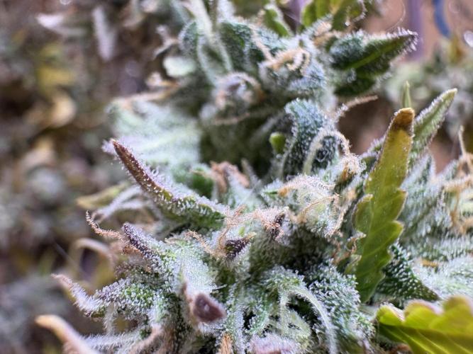 Bruce Banner Auto - Grow #3. Week 12