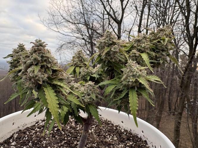 Bruce Banner Auto - Grow #3. Week 12