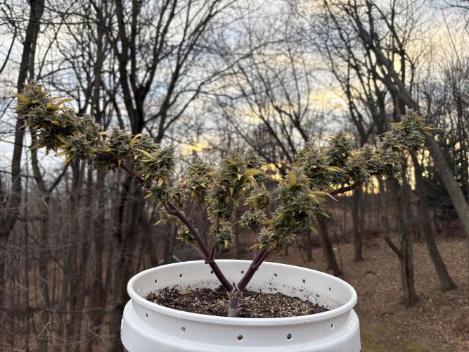 Bruce Banner Auto - Grow #3. Week 12