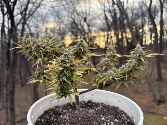 Bruce Banner Auto - Grow #3. Week 12