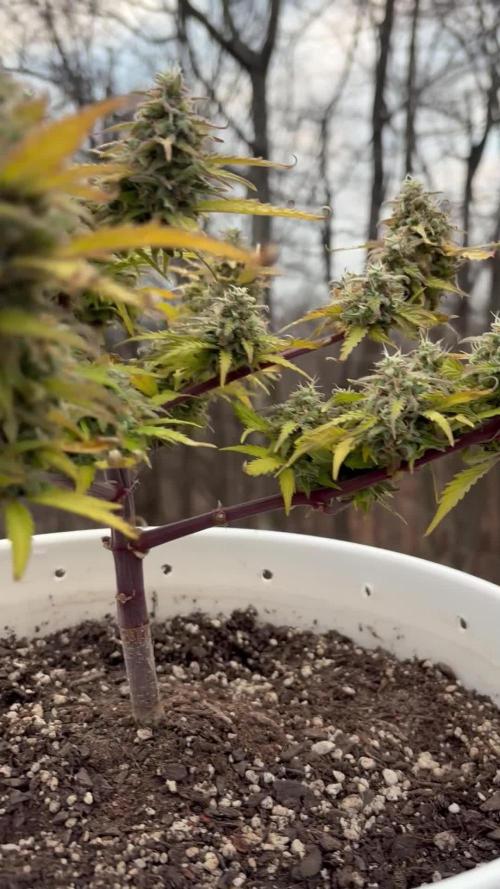 Bruce Banner Auto - Grow #3