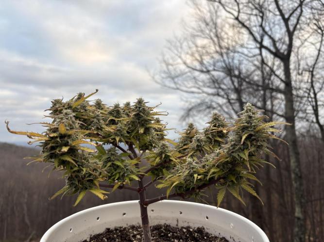 Bruce Banner Auto - Grow #3. Week 12