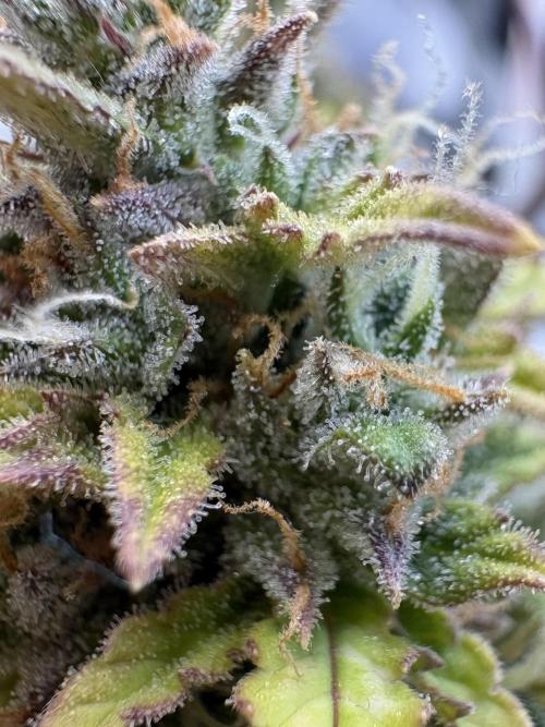 Bruce Banner Auto - Grow #3. Week 12