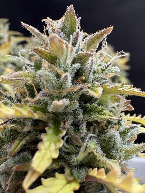 Bruce Banner Auto - Grow #3. Week 12