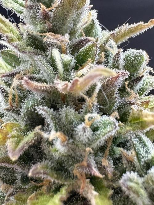 Bruce Banner Auto - Grow #3. Week 12