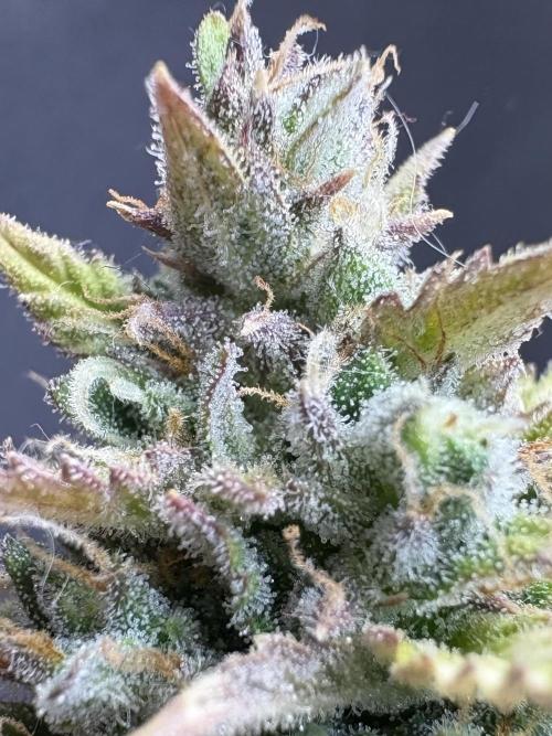 Bruce Banner Auto - Grow #3. Week 12