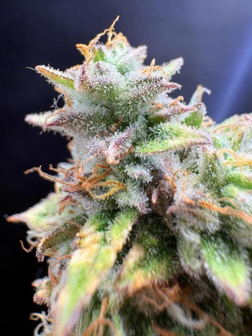 Bruce Banner Auto - Grow #3. Week 12