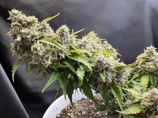 Bruce Banner Auto - Grow #3. Week 12