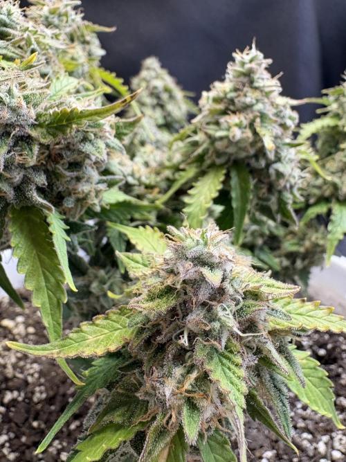 Bruce Banner Auto - Grow #3. Week 12