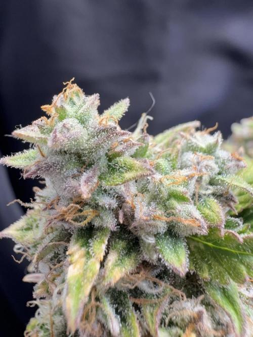 Bruce Banner Auto - Grow #3. Week 12