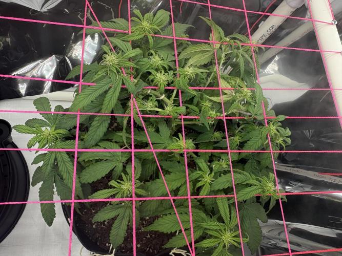 Godzilla Cookies Auto. Week 9