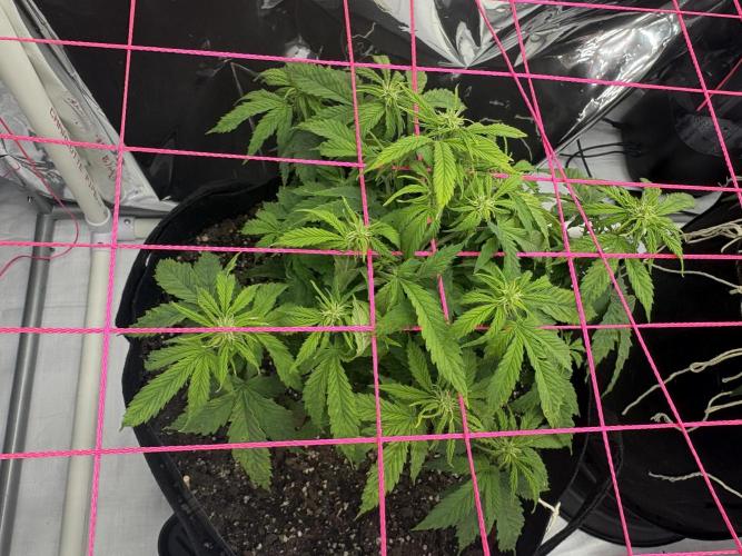 Godzilla Cookies Auto. Week 9