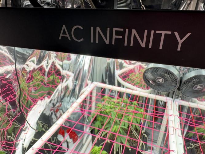 Godzilla Cookies Auto. Week 9