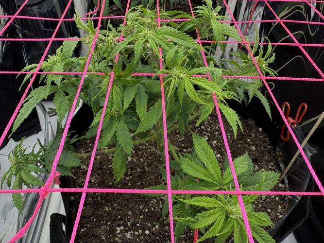 Godzilla Cookies Auto. Week 9