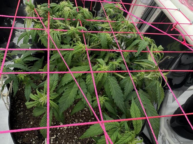 Godzilla Cookies Auto. Week 9