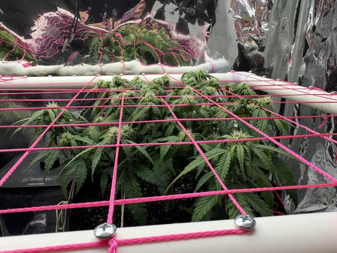 Godzilla Cookies Auto. Week 10