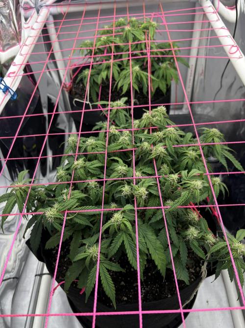 Godzilla Cookies Auto. Week 10