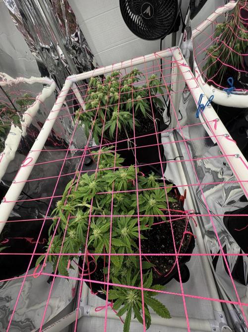 Godzilla Cookies Auto. Week 10