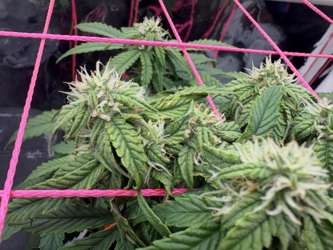 Godzilla Cookies Auto. Week 10